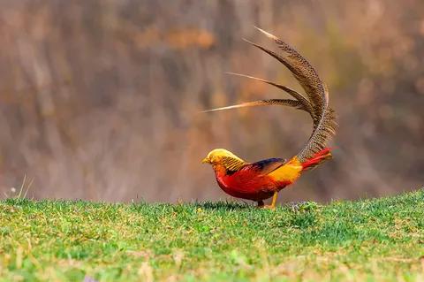 分享圖片：比鳳凰還美麗的鳥三十多款