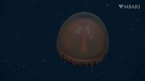 2021年拍攝到的珍稀深海生物 別樣又迷人