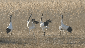 美麗的遇見細數那些“被偏愛”的大鳥