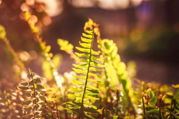 10首經典詠物詩詞，一首一個千古名句，最愛蘇軾和陸游的