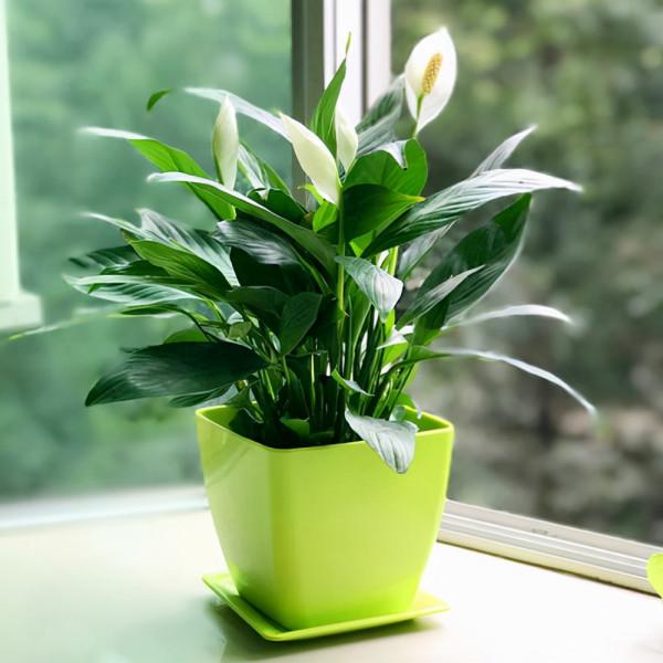 家裡光照少,可以養12種“陰性花”,“半陰地”更利於生長 家裡光照少,可以養12種“陰性花”,“半陰地”更利於生長