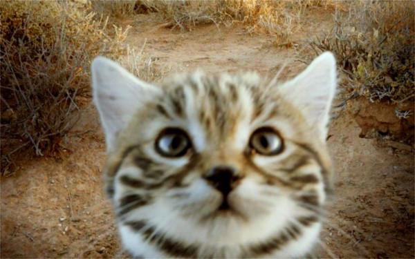 非洲最小的貓,貓科捕獵效率最高的“殺戮機器”,被全世界禁養 非洲最小的貓,貓科捕獵效率最高的“殺戮機器”,被全世界禁養