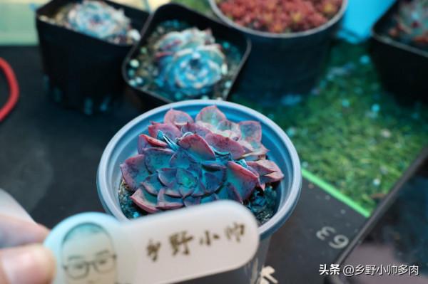 風雨無阻，抱著對多肉的熱愛，只為選出一份你鍾愛的“心頭肉”