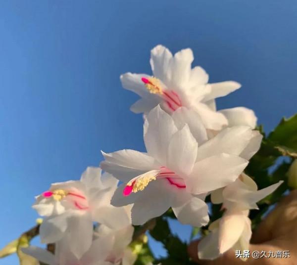 分享——美麗動人的蟹爪蘭