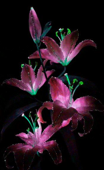 分享圖片&mdash;&mdash;罕見稀有的花卉