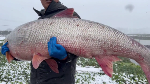 江蘇釣友雪地釣到108斤超巨水老虎，網友因為要不要放生吵了起來
