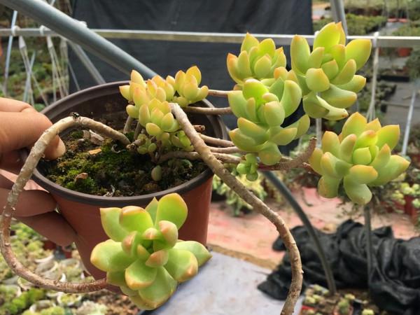 這“三多肉”不怕凍,越冷越美出狀態,零下30℃也能綴滿一大盆 這“三多肉”不怕凍,越冷越美出狀態,零下30℃也能綴滿一大盆