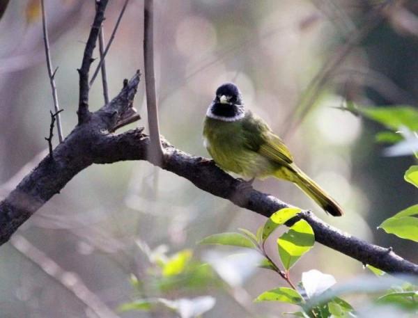 山中精靈領雀嘴鵯