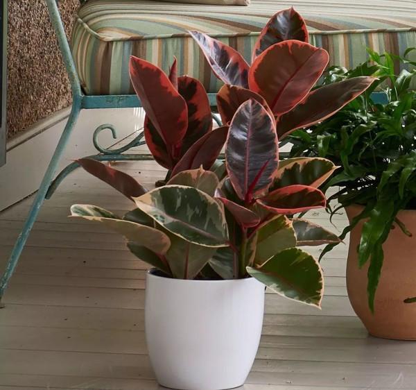 九大“健康花”,建議大家養一盆,乾淨漂亮又吉祥 九大“健康花”,建議大家養一盆,乾淨漂亮又吉祥