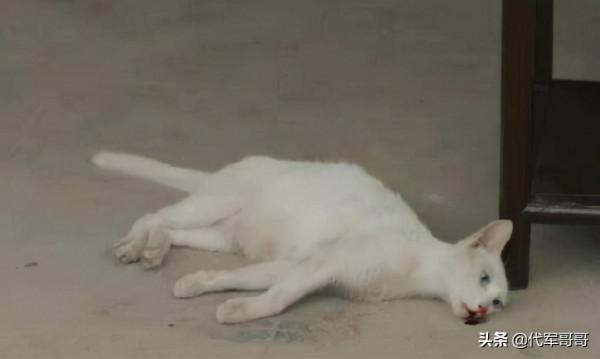 《當家主母》小白貓慘死,劇組發聲明回應,網友為何卻不認同? 《當家主母》小白貓慘死,劇組發聲明回應,網友為何卻不認同?