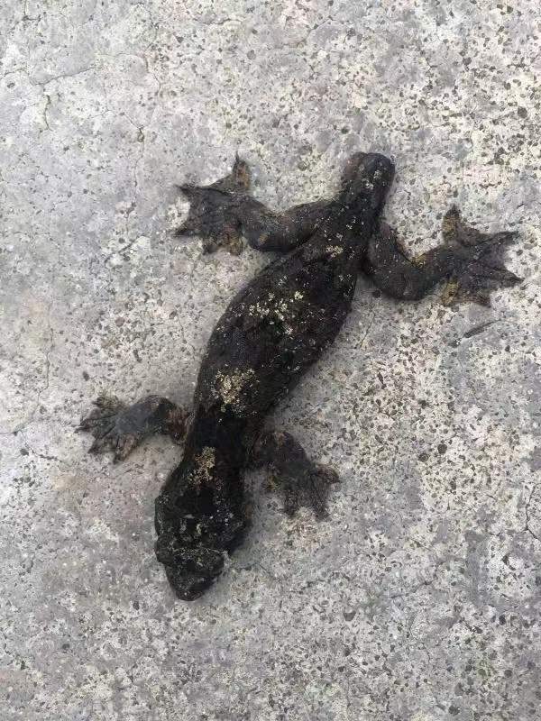 納板河保護區首次記錄到國內唯一傘虎屬&mdash;&mdash;版納傘虎