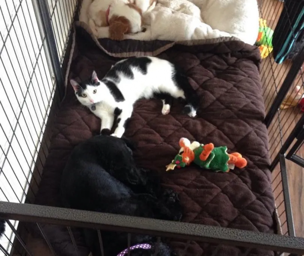 從營養不良的病貓,到長成“肥牛”,中間只差一位愛它的鏟屎官 從營養不良的病貓,到長成“肥牛”,中間只差一位愛它的鏟屎官