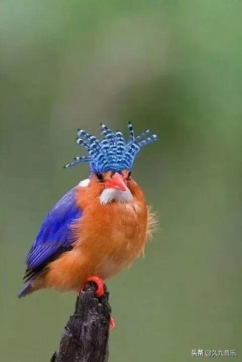 自然界最古靈精怪的精靈