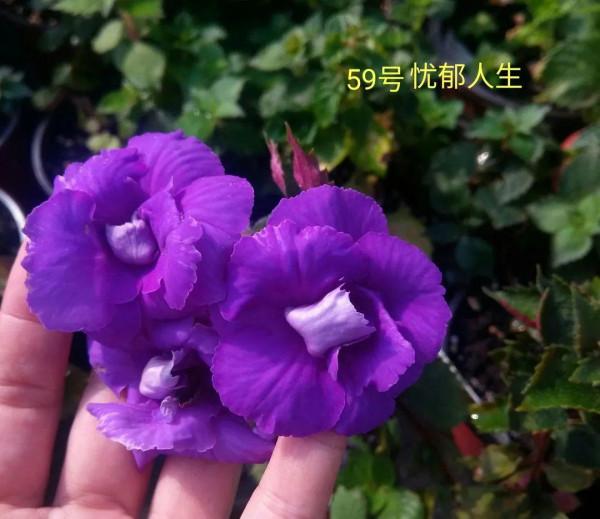 1種花特耐陰,開花像是小喇叭,花量巨大 1種花特耐陰,開花像是小喇叭,花量巨大