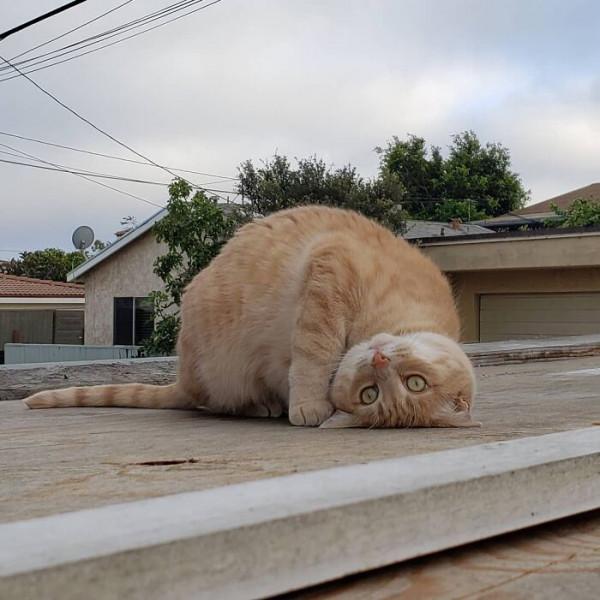 這組照片裡的每一隻貓都夠你笑十分鐘