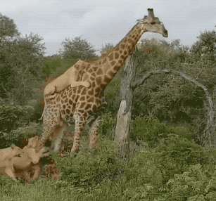 20張活久未見的照片,一隻公雞PK7只火雞,這氣場太霸氣了 20張活久未見的照片,一隻公雞PK7只火雞,這氣場太霸氣了