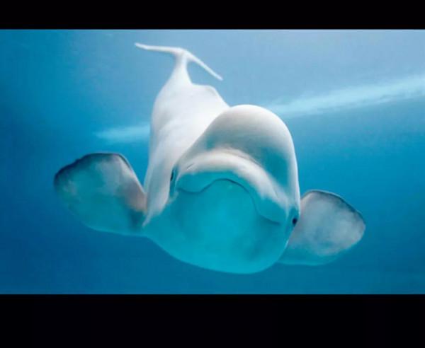 白鯨（白衣仙翁）