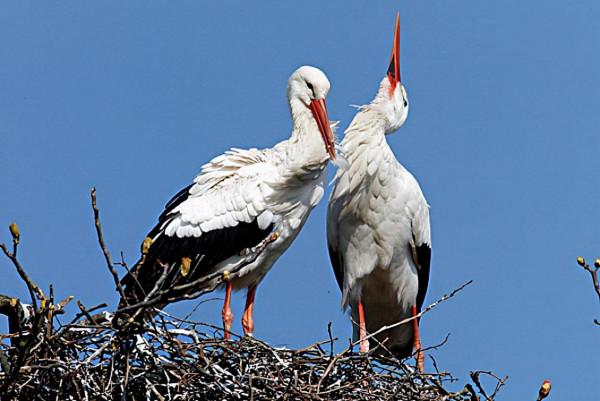 新疆兩種鳥，太美啦，還送子