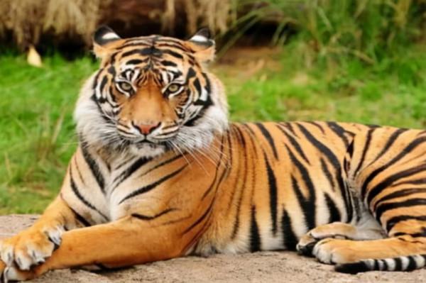 老虎再餓也有3不吃？這是為什麼？老虎到底有多厲害？