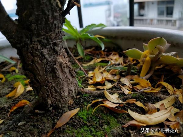 冬天出門撿點“垃圾”，拿回家扔盆裡，啥花都很喜歡，你試過嗎