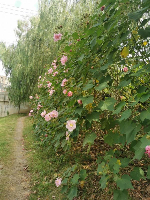 未來的孩子,新手麻麻想跟你嘮嗑會(連載)八週三天 未來的孩子,新手麻麻想跟你嘮嗑會(連載)八週三天