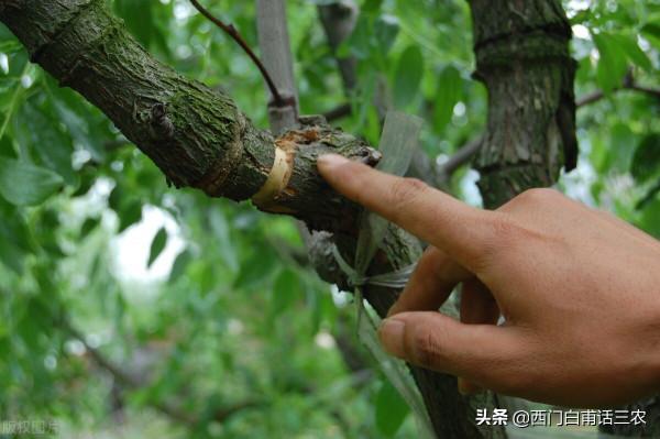 果樹砍一刀，產量翻倍高，“砍一刀”是什麼意思，有何科學道理？