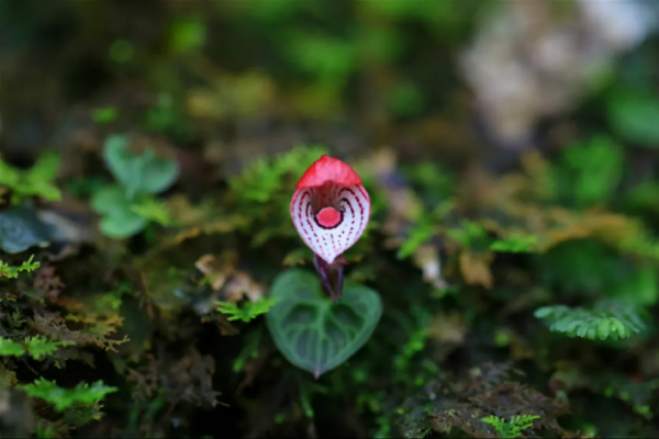 曾在野外滅絕百年,如今在雲南深山怒放!這些美麗又瀕危的花,你認識幾種? 曾在野外滅絕百年,如今在雲南深山怒放!這些美麗又瀕危的花,你認識幾種?