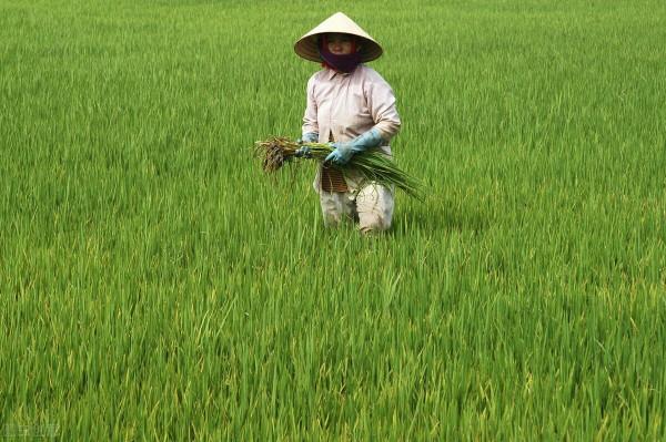 中秋回鄉感悟：農民種地馬虎，田裡雜草不管，外出打工一年不回家