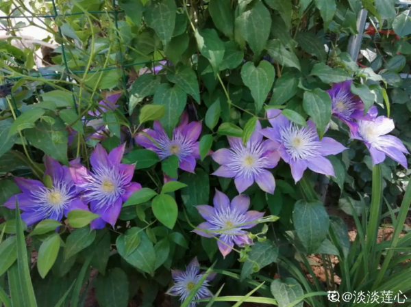 蟹爪蘭、長壽花僵苗,必須掐幾下,重新換盆養 蟹爪蘭、長壽花僵苗,必須掐幾下,重新換盆養