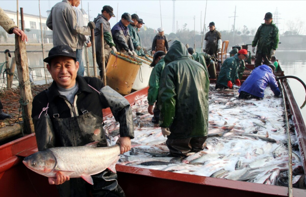 三峽水庫的“功臣”：蓄水放魚20年，“保水鰱鱅”保住了什麼？