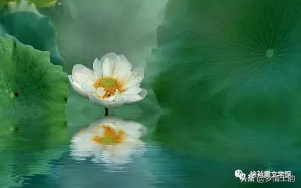 徐禎霞:棣花之荷 徐禎霞:棣花之荷