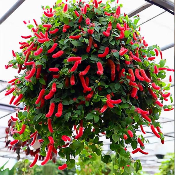 今年最流行的18種花,掛起來養,好看好養還不佔地方 今年最流行的18種花,掛起來養,好看好養還不佔地方