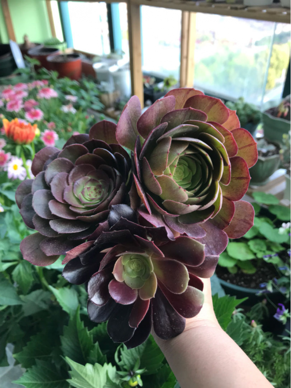 找老公就得找愛養花的，會疼人還細心，你家老公是這樣的嗎