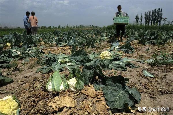 菠菜打掩護,一個月悄悄漲了8倍,多地陷入歉收,價高成了安慰 菠菜打掩護,一個月悄悄漲了8倍,多地陷入歉收,價高成了安慰