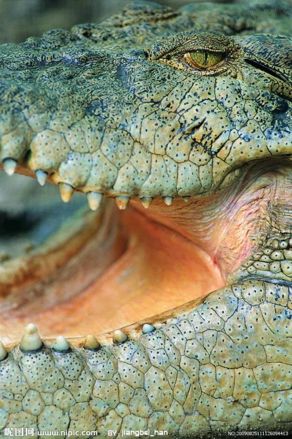 大哥是鱷魚 大哥是鱷魚