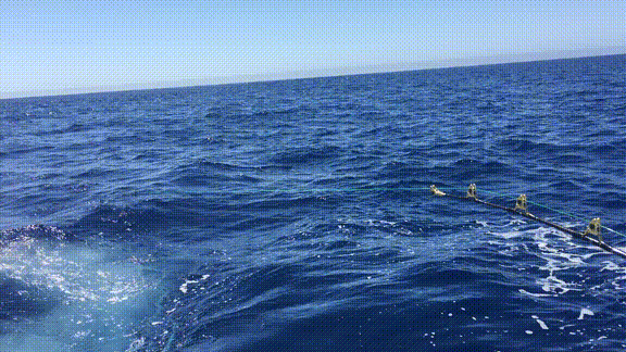 男人為了釣魚能有多瘋狂?在海上漂了10年,解鎖上千魚種成就 男人為了釣魚能有多瘋狂?在海上漂了10年,解鎖上千魚種成就