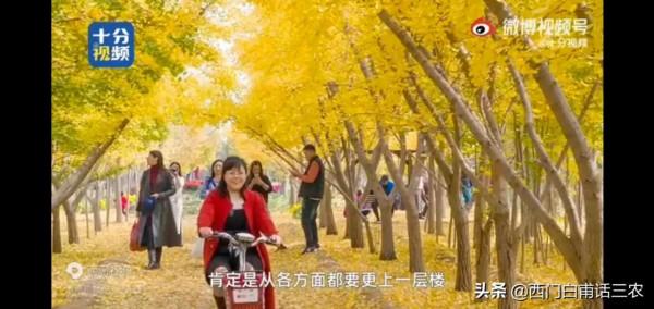 山西農民25年前栽種2000棵銀杏，25年後，天上掉下個“聚寶盆”