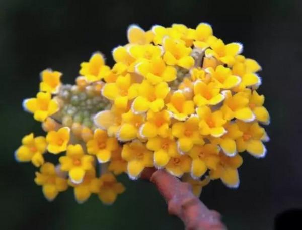 美麗的 結香花 美麗的 結香花