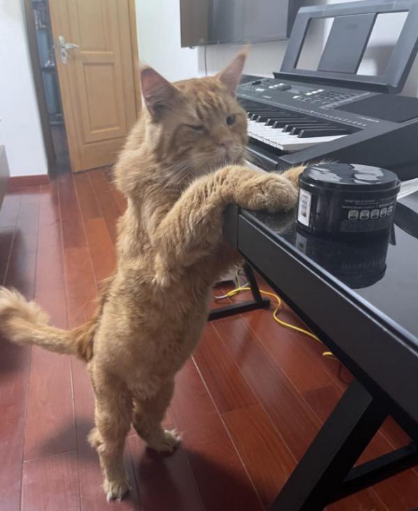 為何只有大型犬卻沒有大型貓？大型貓就比大型犬更加安全嗎？