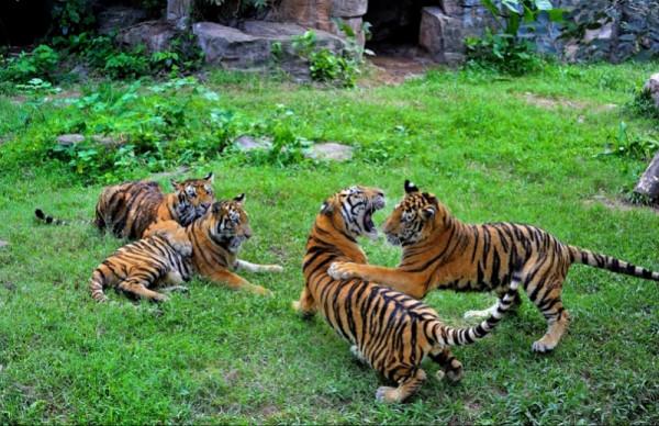 新春看虎山！廣州動物園“虎虎生威”系列活動鬧新春