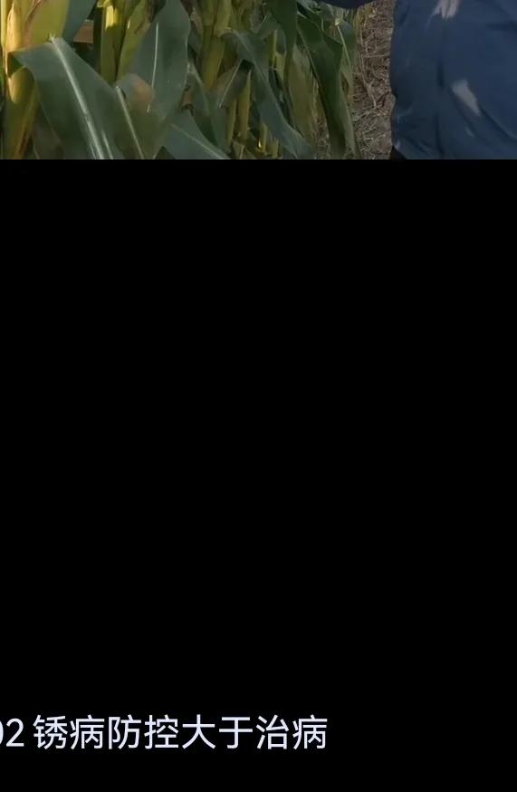 往年遍地看到的玉米掛牌:今年看不到了!為什麼? 往年遍地看到的玉米掛牌:今年看不到了!為什麼?