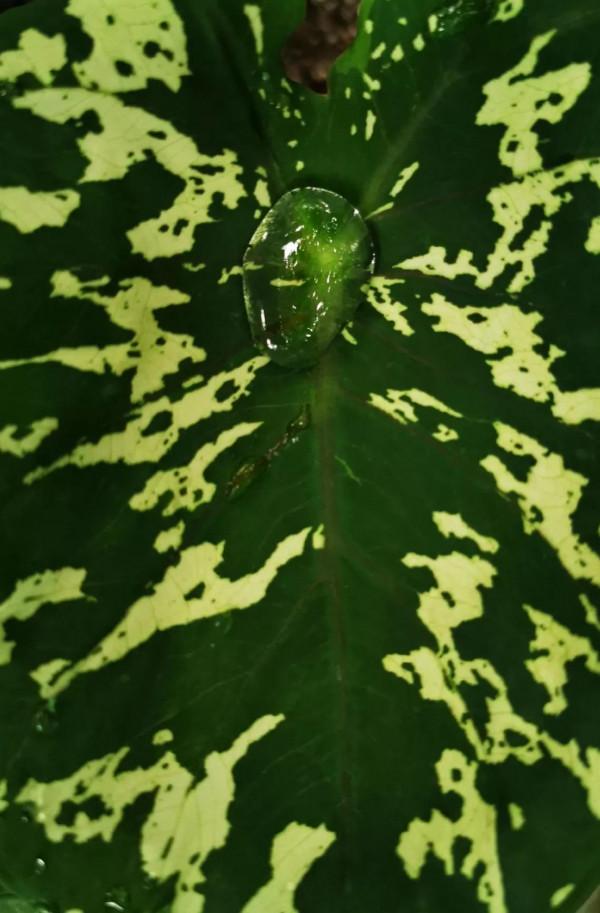 秋葉繽紛…欣賞罕見的葉之嬌媚