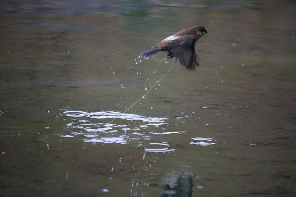 有誰知道這麻雀叼啄青苔有啥作用