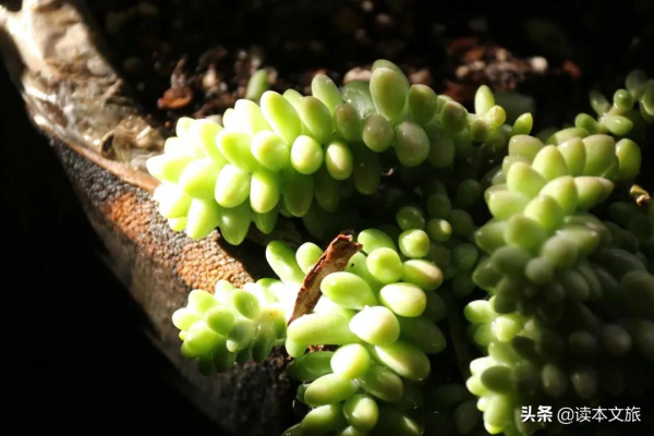 走進麗江古城多肉世界，目之所及皆是治癒