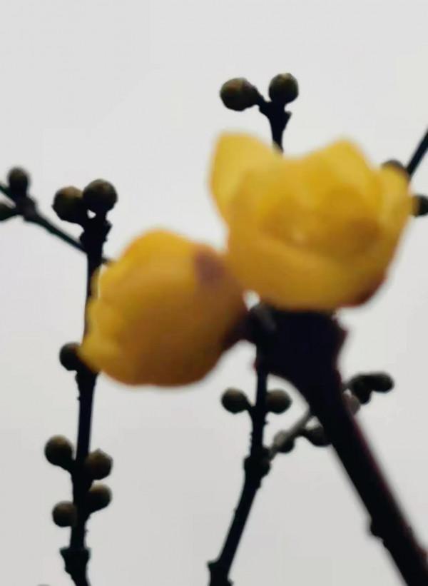 梅園的梅花開了嗎？