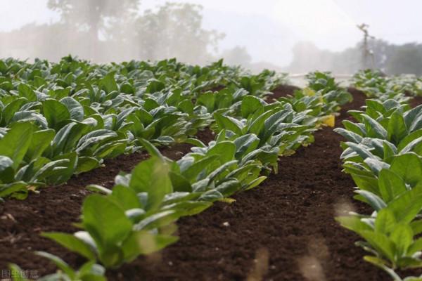 省錢日記：陽臺蔬菜---病蟲篇（菸葉浸出液）