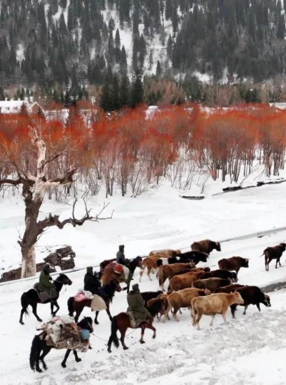 這個冬天，至少要去那拉提一次