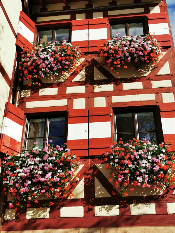 東北花友走遍歐洲著名花園,回國後建了座四季有花的北方花園 東北花友走遍歐洲著名花園,回國後建了座四季有花的北方花園