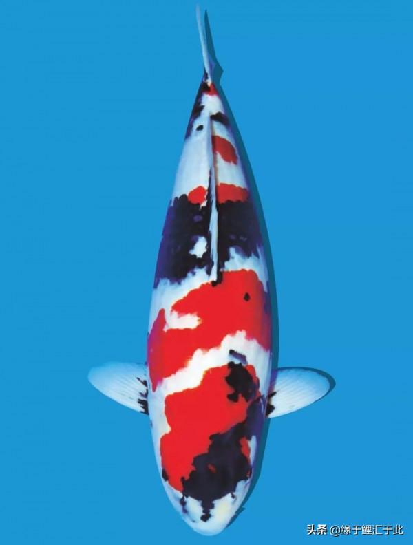 如何鑑別高品質錦鯉魚？