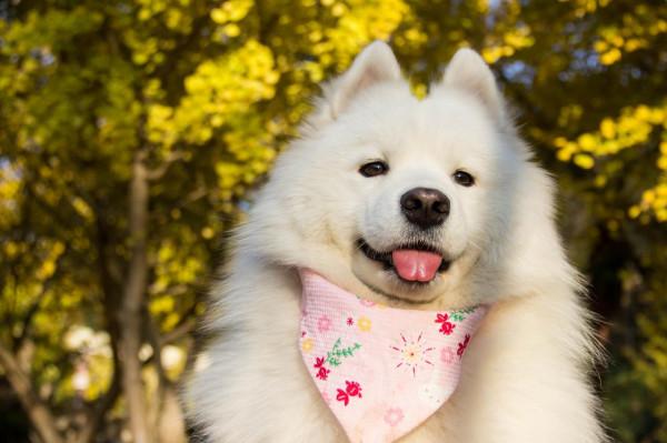 公認：最忠誠的3種狗和白眼狼的3種狗，有你家狗嗎？